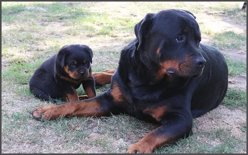 Pension canine à Capelle-les-Hesdin