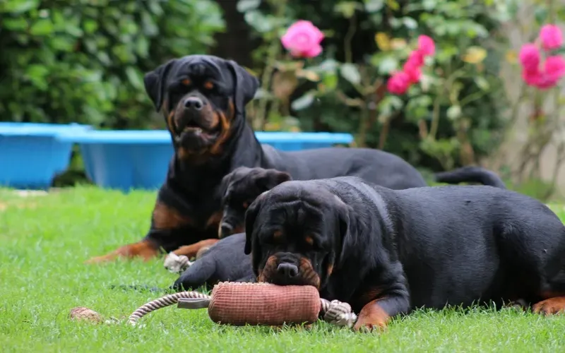 Elevage de rottweiler à Capelle-les-Hesdin