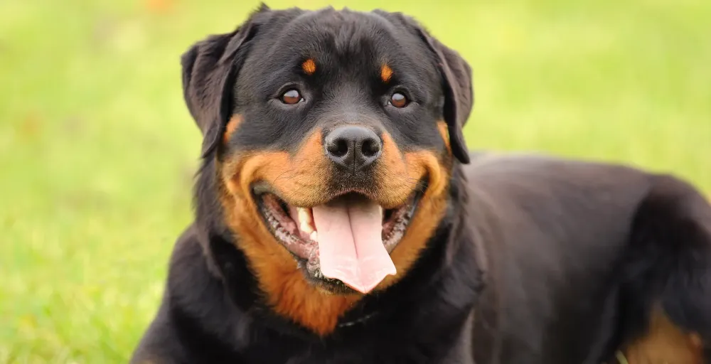 Pourquoi-choisir-cet-élevage-à-Capelle-lès-Hesdin-