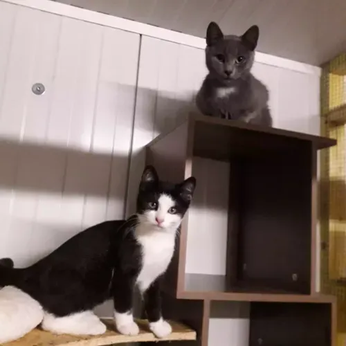 Pension pour chat à Capelle-les-Hesdin