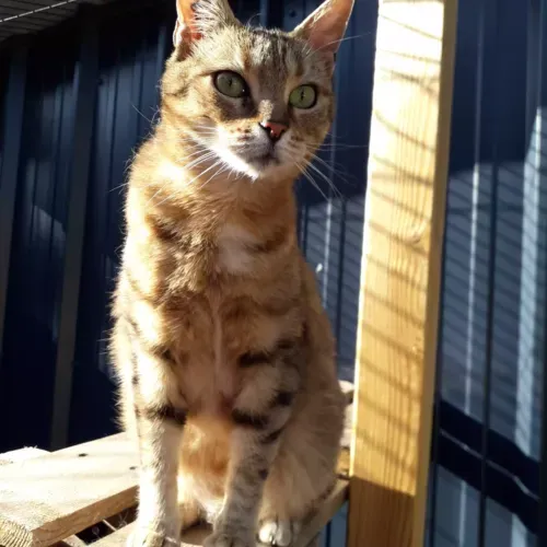 Chatterie à Capelle-les-Hesdin