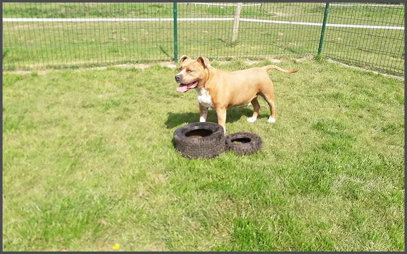 Compagnon a quatre pattes