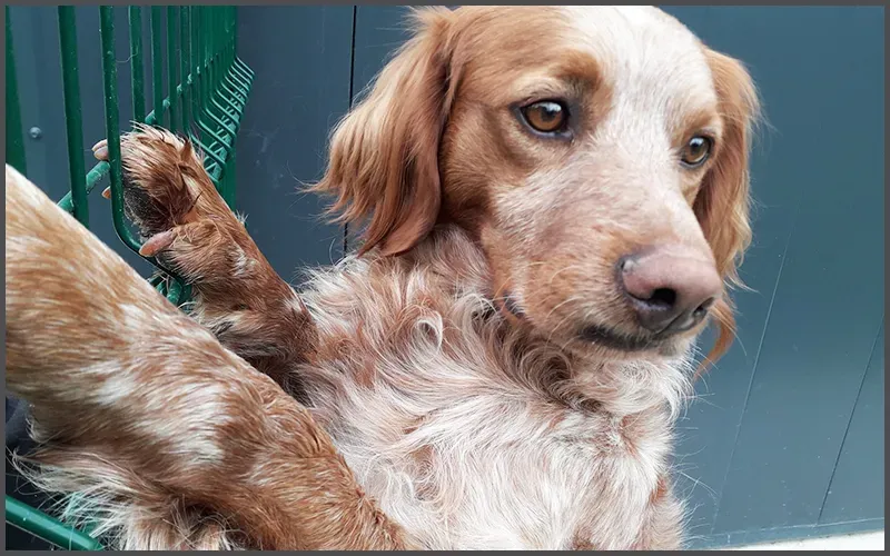 Compagnon a quatre patte