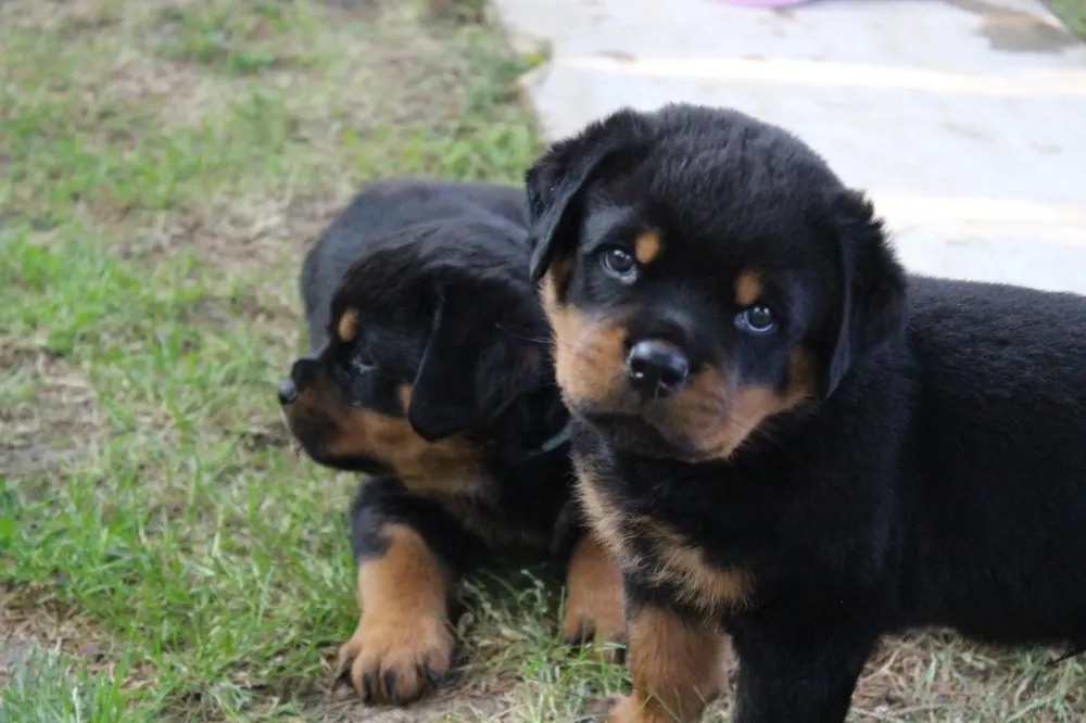 Garde canin et félin