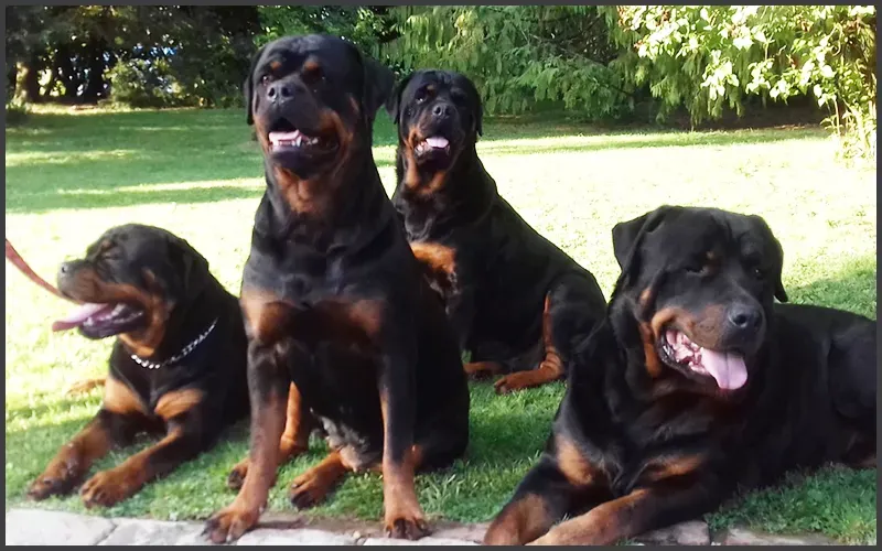 Élevage-canin-à-Capelle-lès-Hesdinwebp