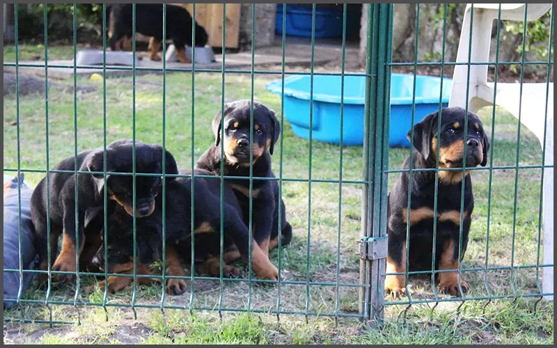 Pensions-canine-et-féline-à-Capelle-lès-Hesdin