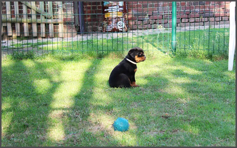 Pensions-canine-et-féline-à-Capelle-lès-Hesdin