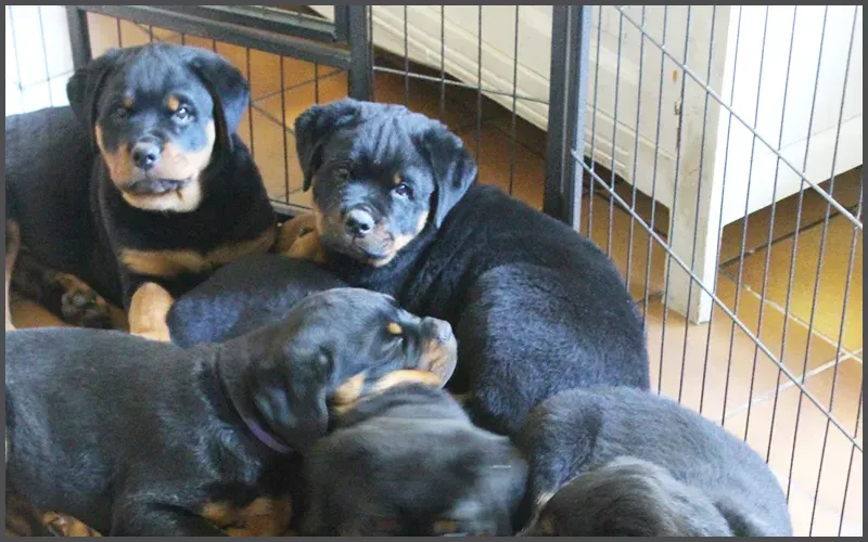 Pensions-canine-et-féline