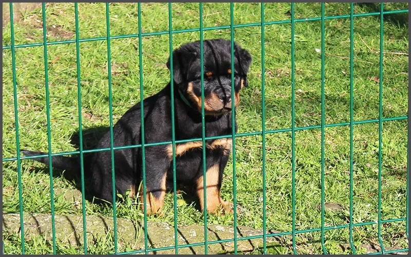 Pensions-canine-et-féline