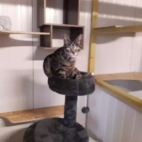 La chatterie à Capelle-lès-Hesdiwebp