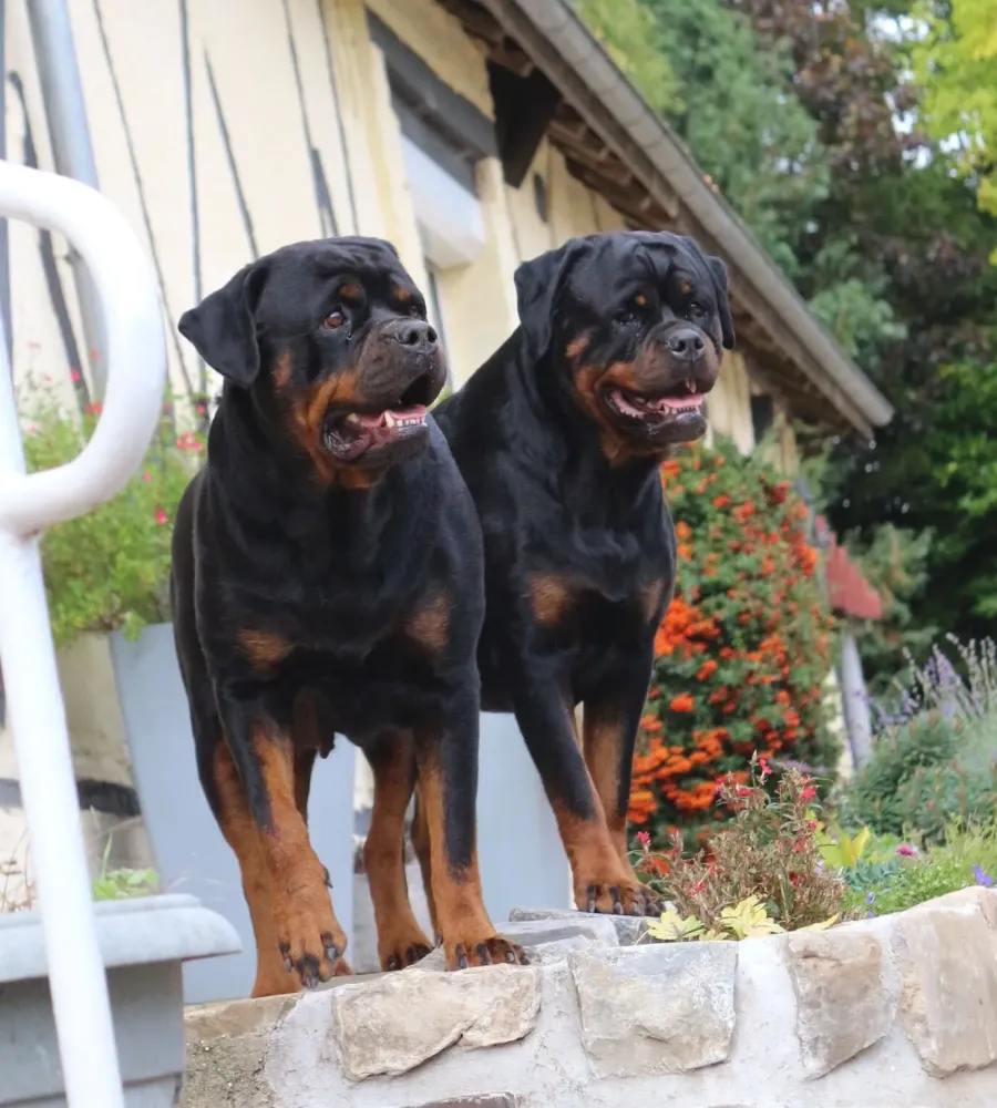 elevage de rottweiler arras