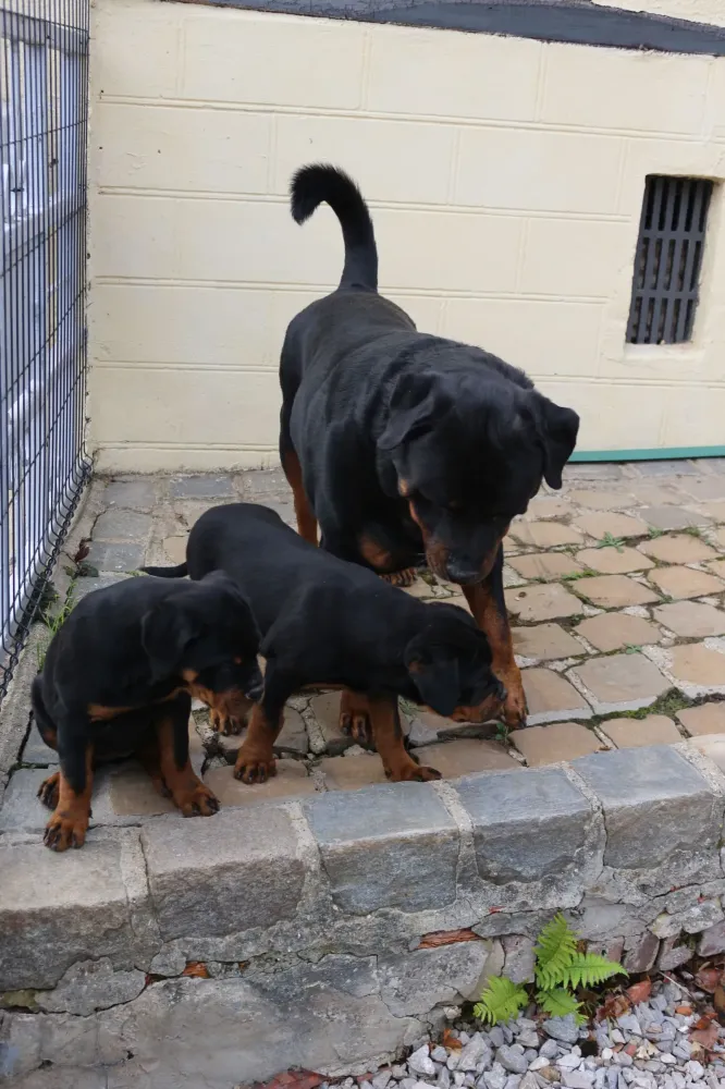chiots rotweiler elevage canin