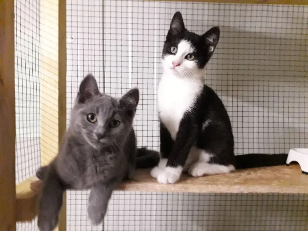 pension feline le clos dantin pres arras 1