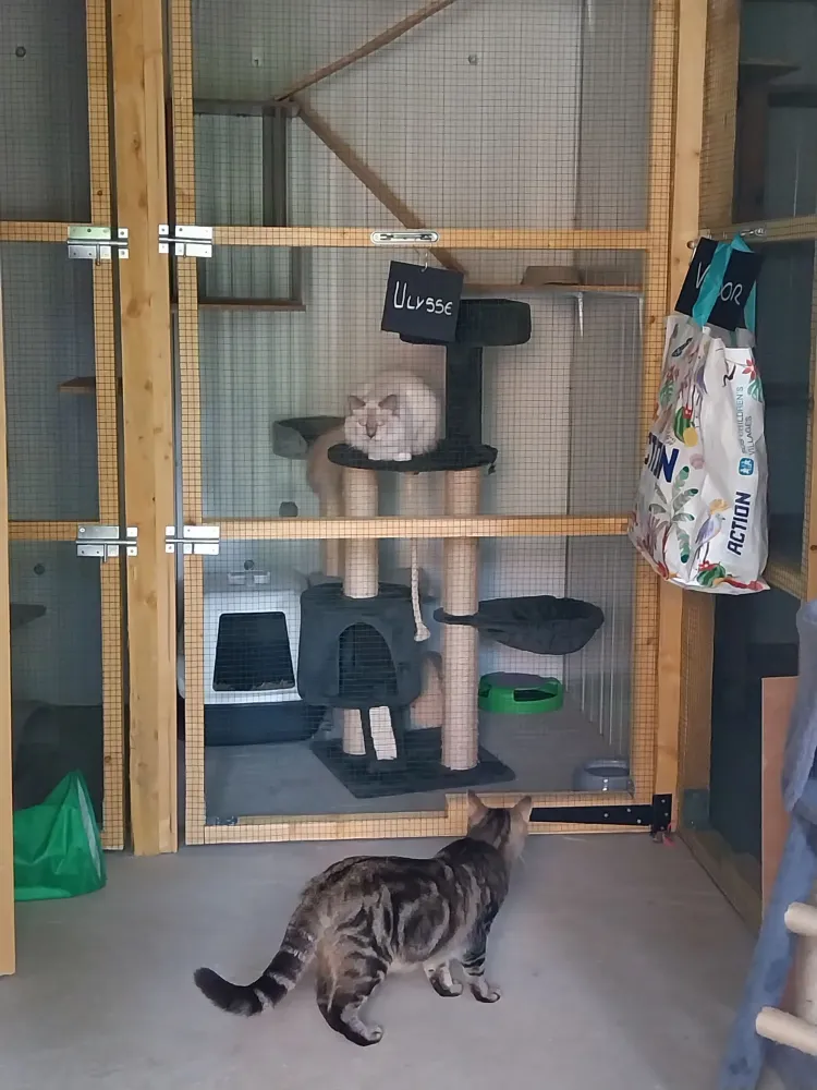 pension feline le clos dantin pres arras 12