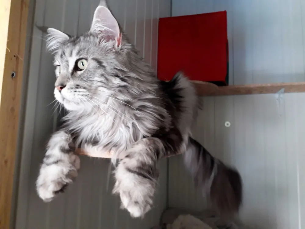 pension feline le clos dantin pres arras 3