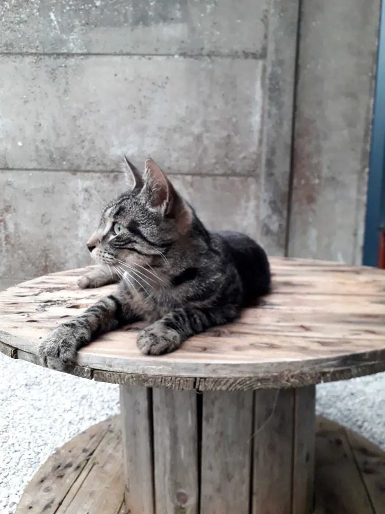 pension feline le clos dantin pres arras 4