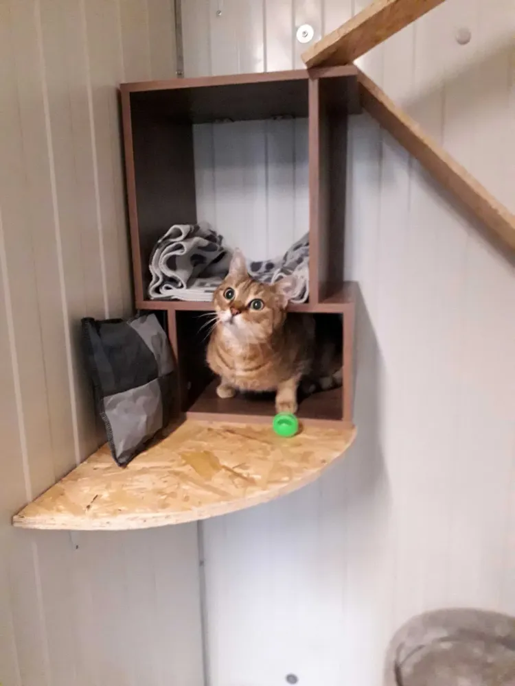 pension feline le clos dantin pres arras 5