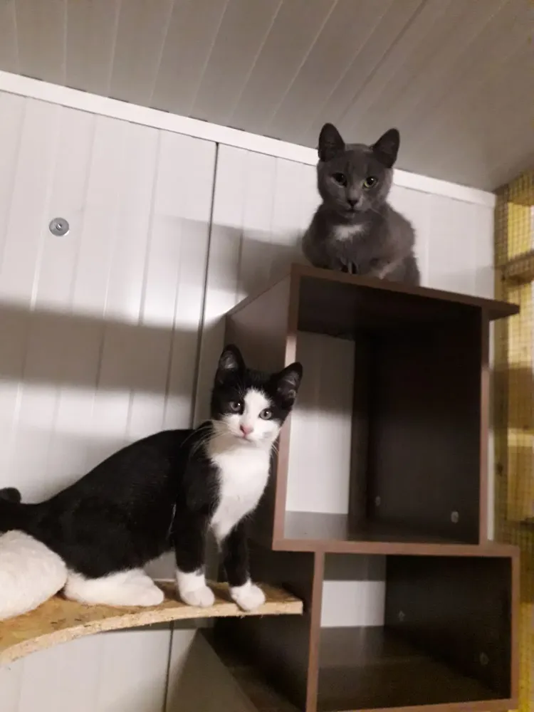 pension feline le clos dantin pres arras 7