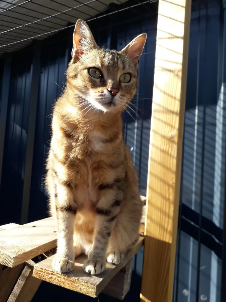 pension feline le clos dantin pres arras 8