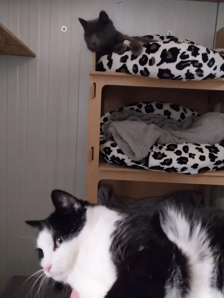 pension feline le clos dantin pres arras 9