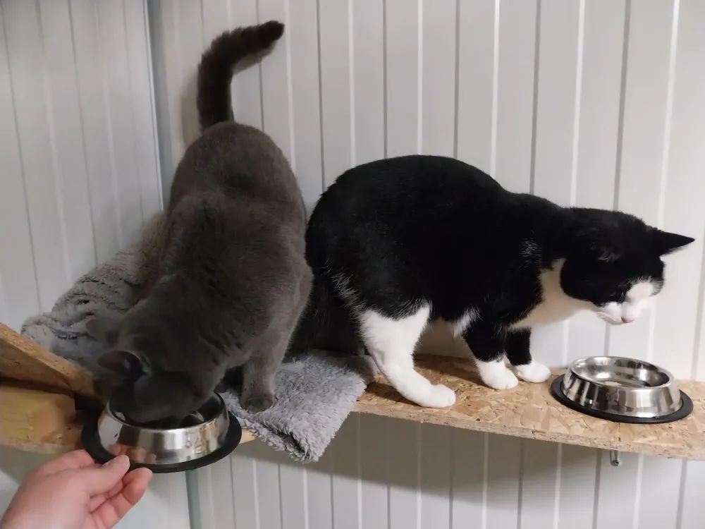 pension feline le clos dantin pres arras 10