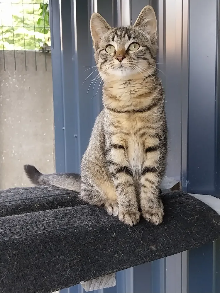 pension feline le clos dantin pres arras 11